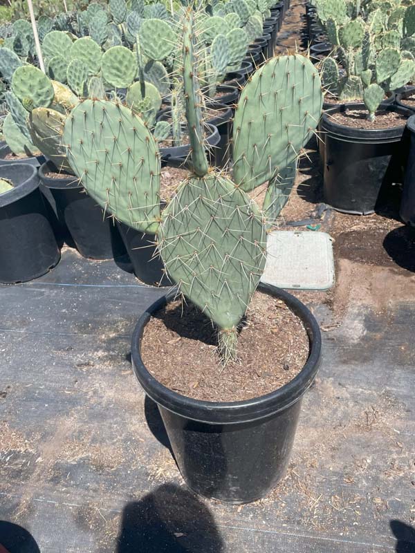 opuntia-engelmannii-lindheimeri-englemann-s-prickly-pear-texas-prickly-pear