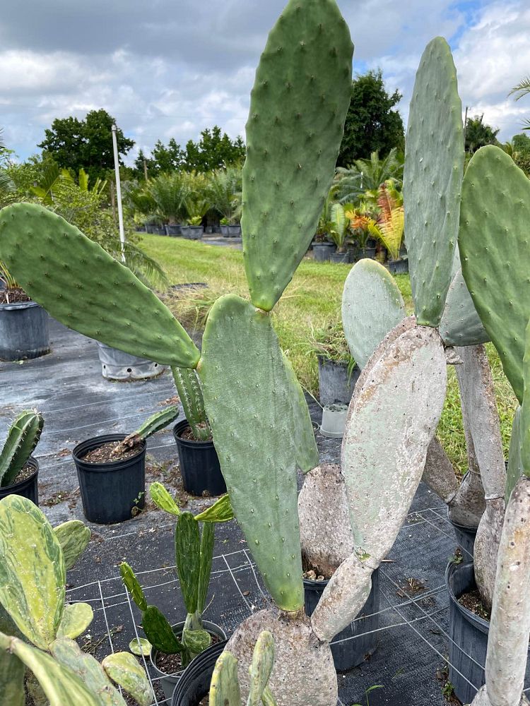 opuntia-ficus-indica-burbank-s-spineless-spineless-prickly-pear-cactus