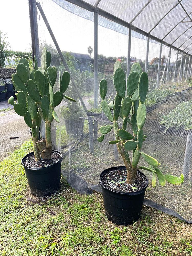 opuntia-ficus-indica-burbank-s-spineless-spineless-prickly-pear-cactus