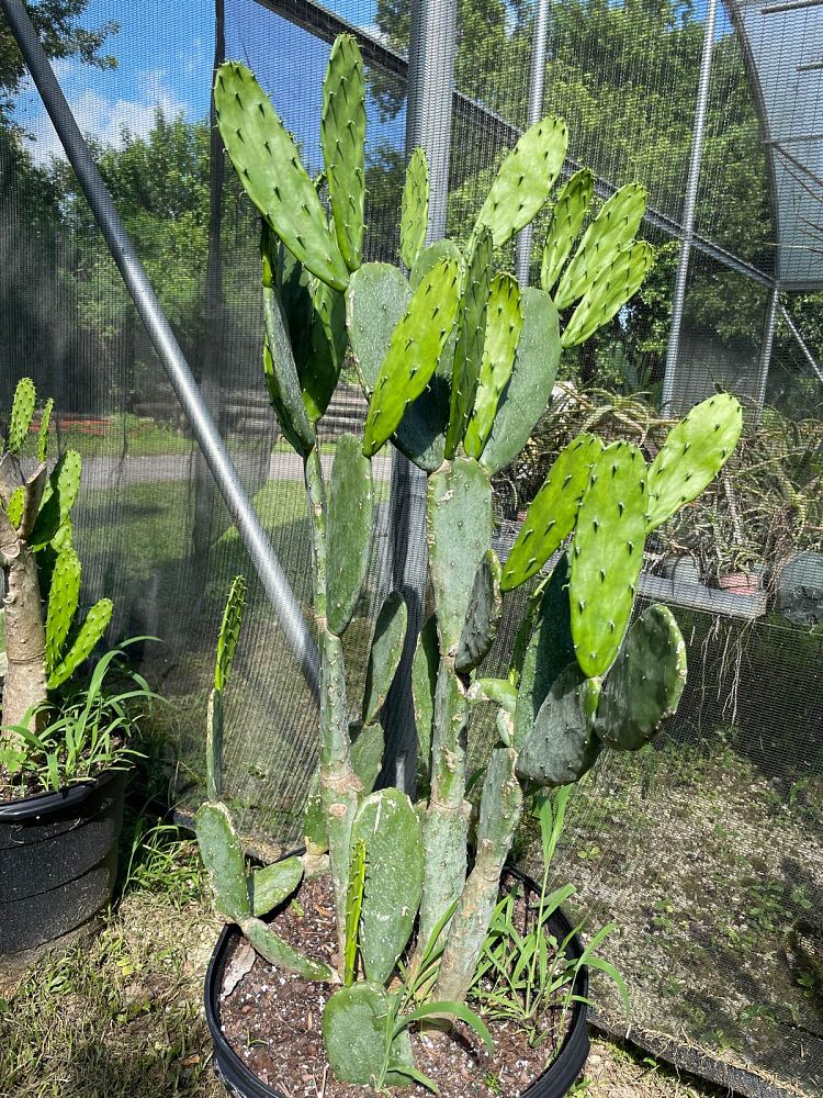 opuntia-ficus-indica-burbank-s-spineless-spineless-prickly-pear-cactus