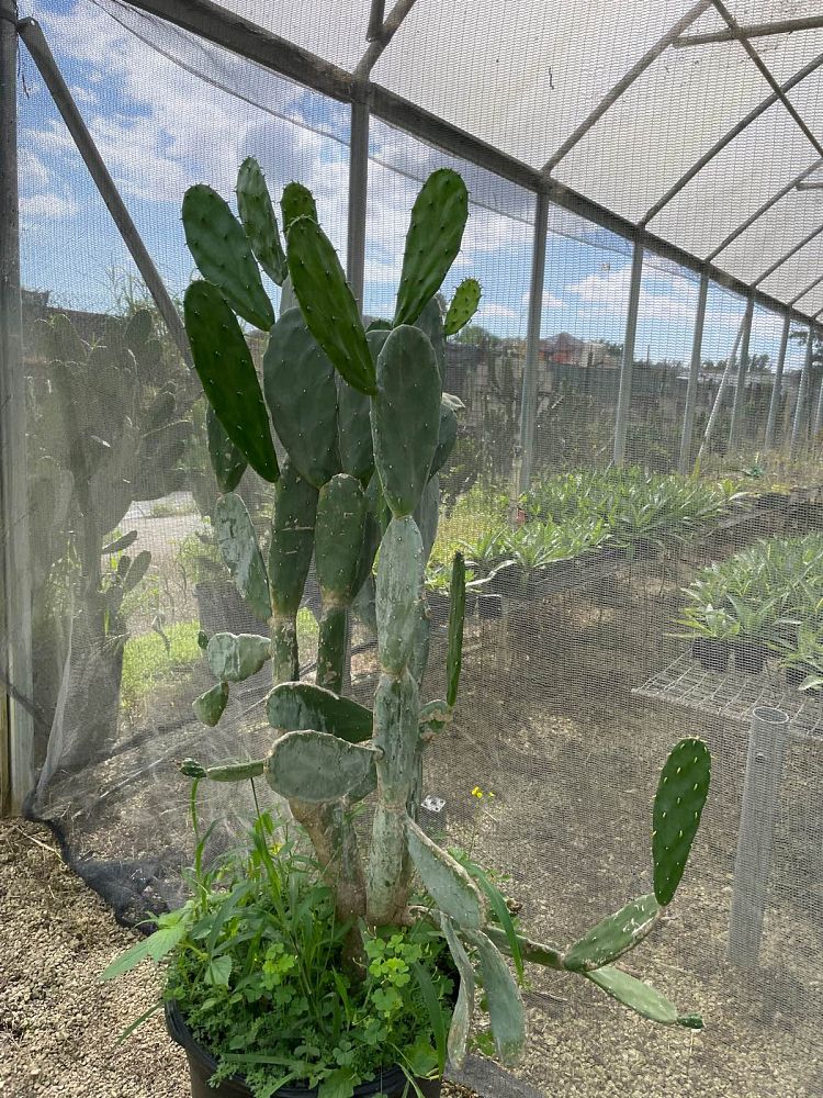 opuntia-ficus-indica-burbank-s-spineless-spineless-prickly-pear-cactus