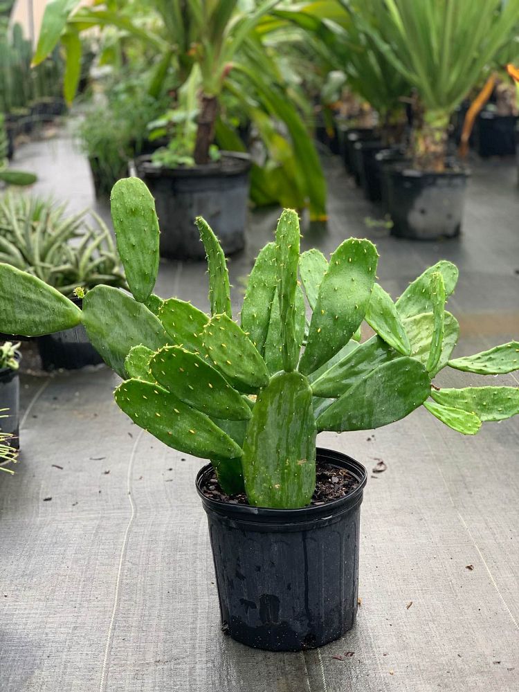 opuntia-ficus-indica