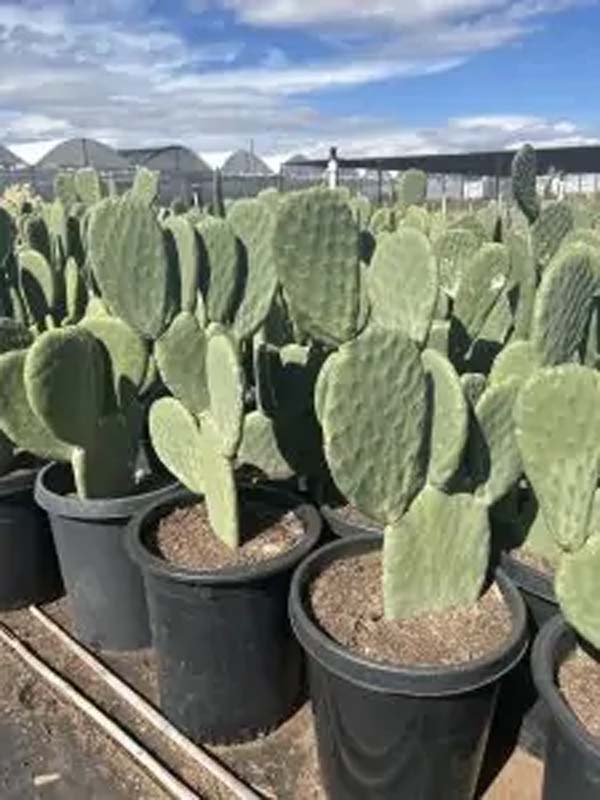 opuntia-ficus-indica
