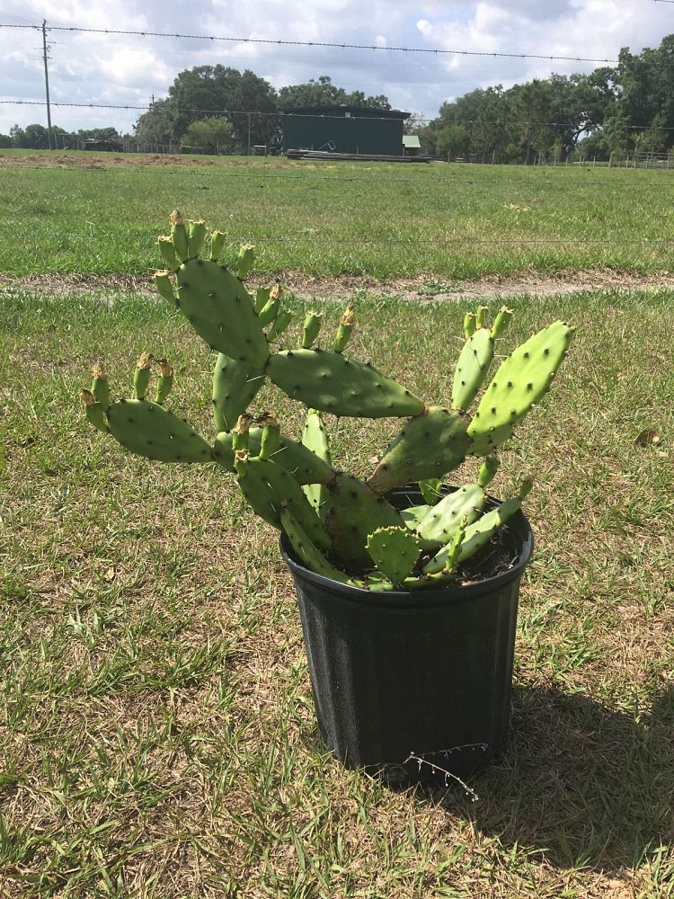 opuntia-humifusa-prickly-pear-cactus