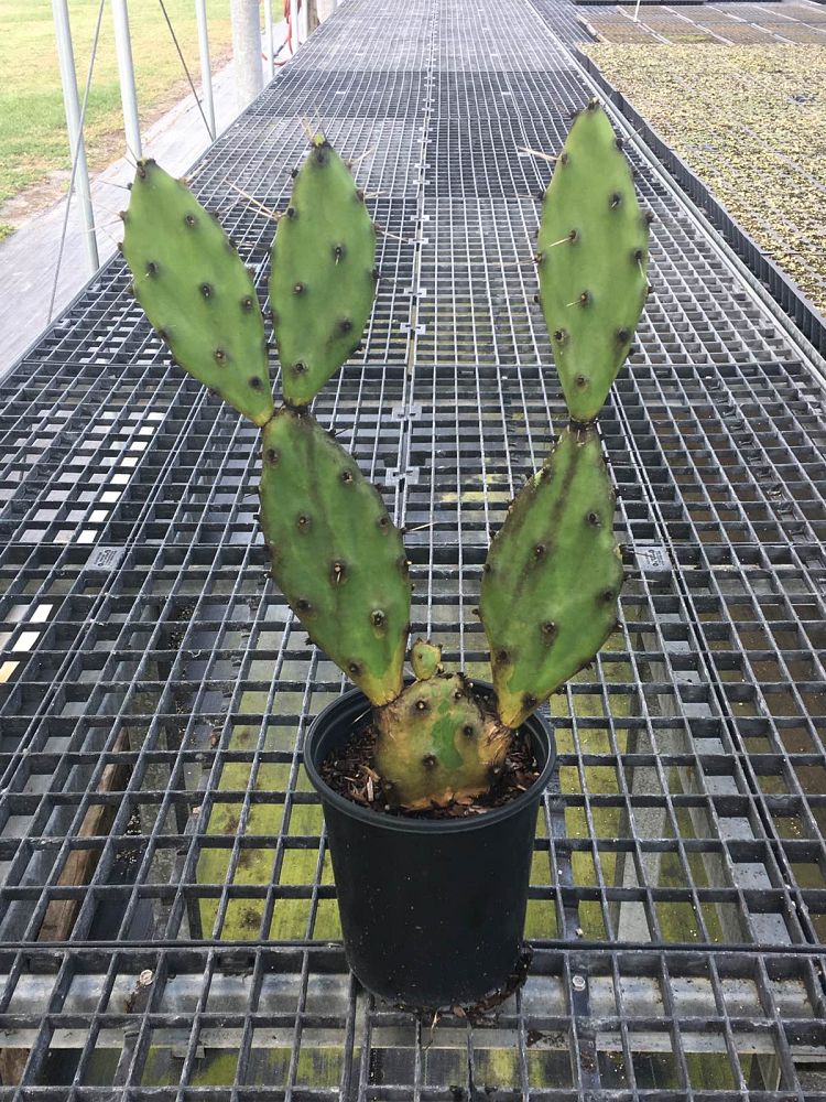 opuntia-humifusa-prickly-pear-cactus