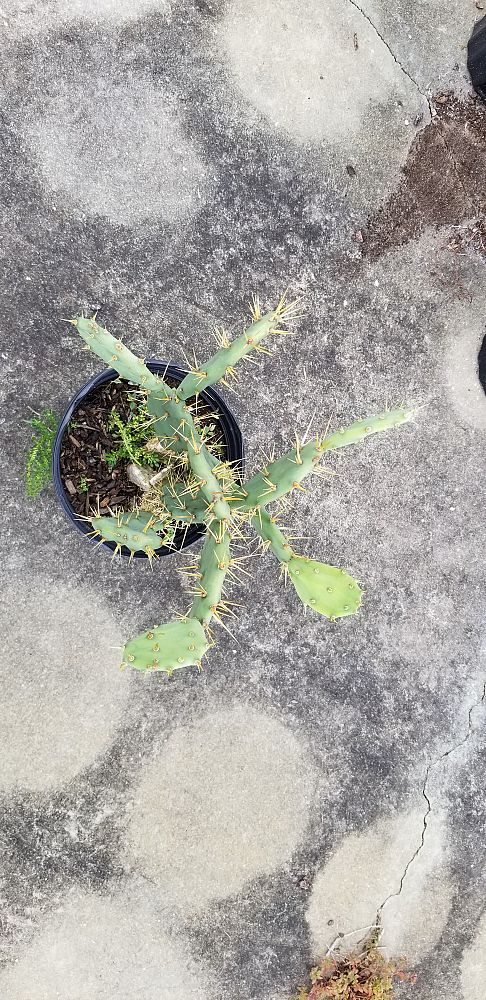 opuntia-humifusa-prickly-pear-cactus