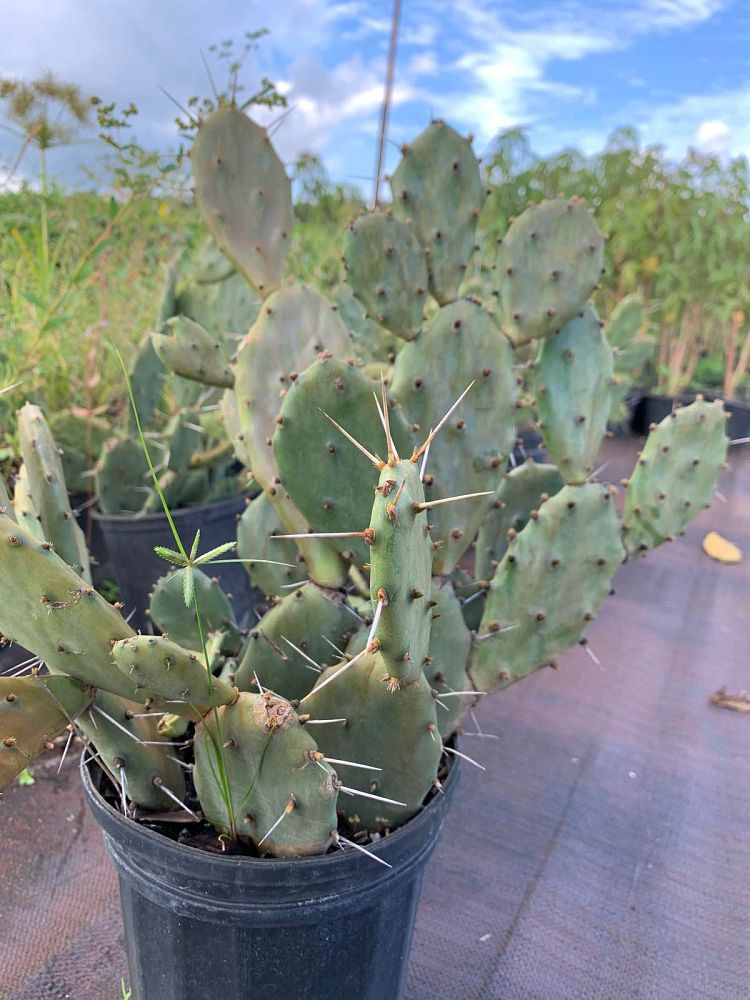 opuntia-humifusa-prickly-pear-cactus