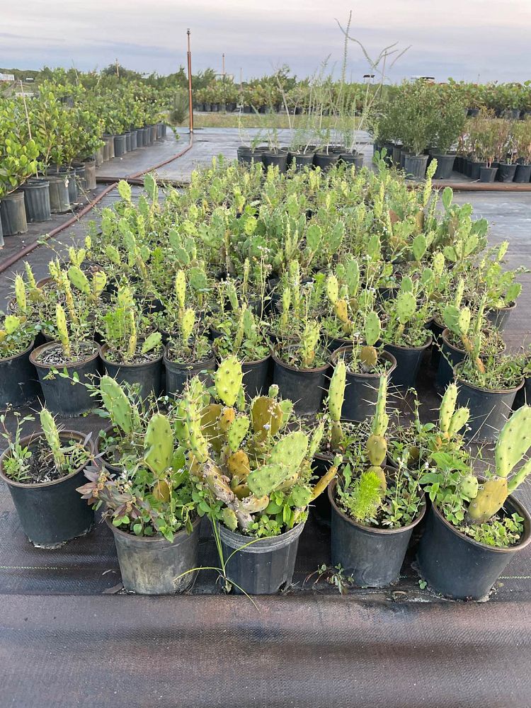 opuntia-humifusa-prickly-pear-cactus