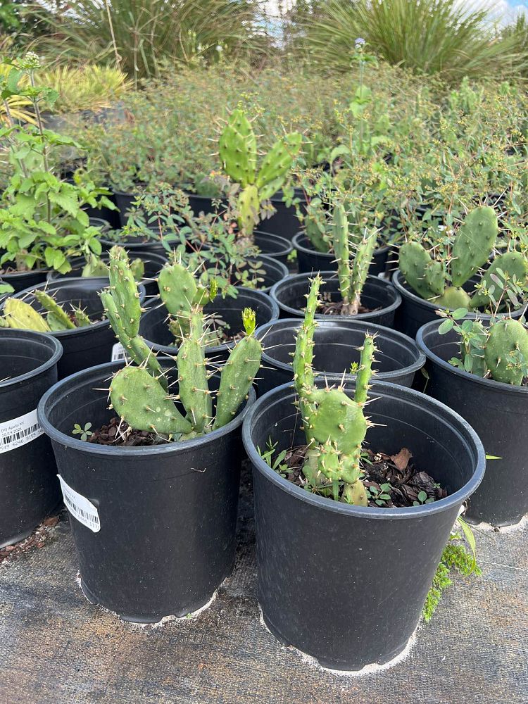 opuntia-humifusa-prickly-pear-cactus