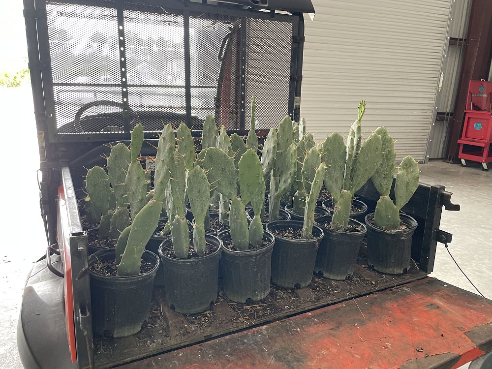 opuntia-humifusa-prickly-pear-cactus