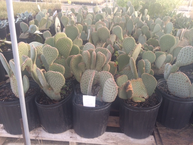 opuntia-kelly-s-choice-prickly-pear-cactus