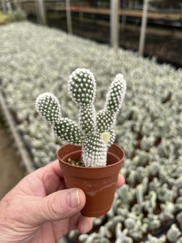 opuntia-microdasys-bunny-ears-cactus-prickly-pear-cactus