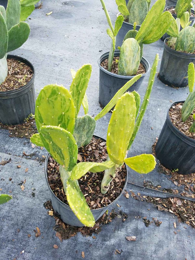 opuntia-prickly-pear-cactus