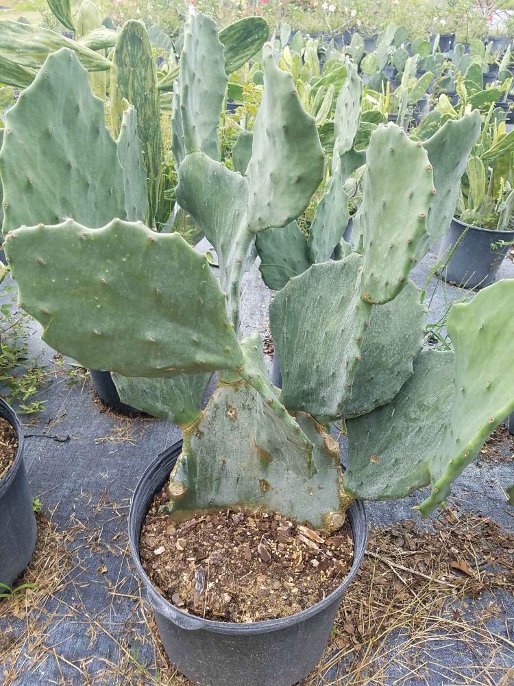 opuntia-prickly-pear-cactus