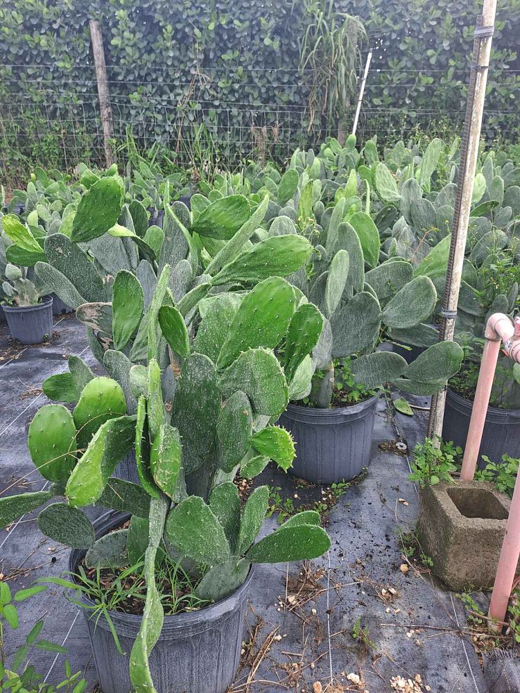opuntia-prickly-pear-cactus