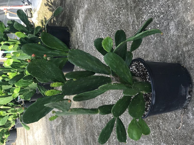 opuntia-prickly-pear-cactus