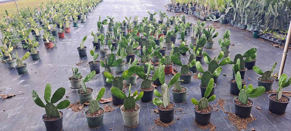 opuntia-prickly-pear-cactus