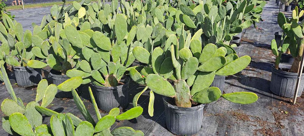 opuntia-prickly-pear-cactus