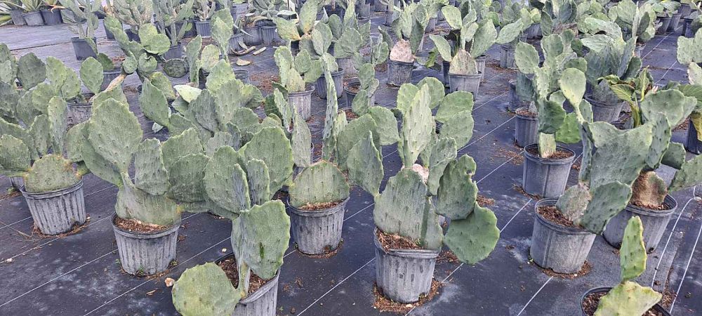 opuntia-prickly-pear-cactus
