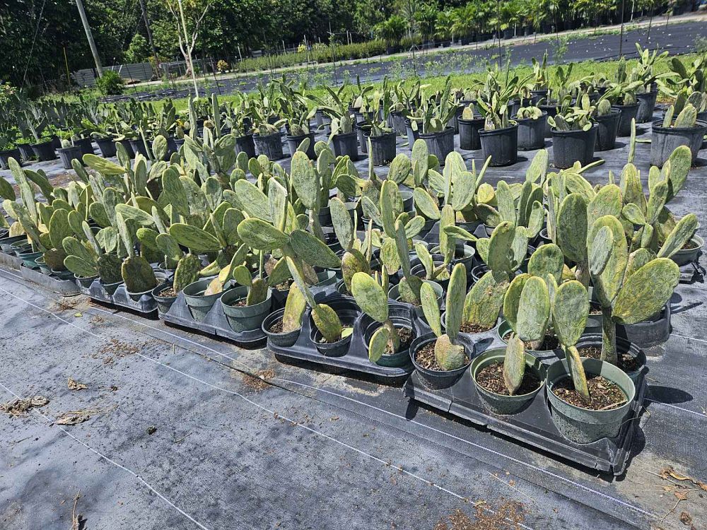 opuntia-prickly-pear-cactus