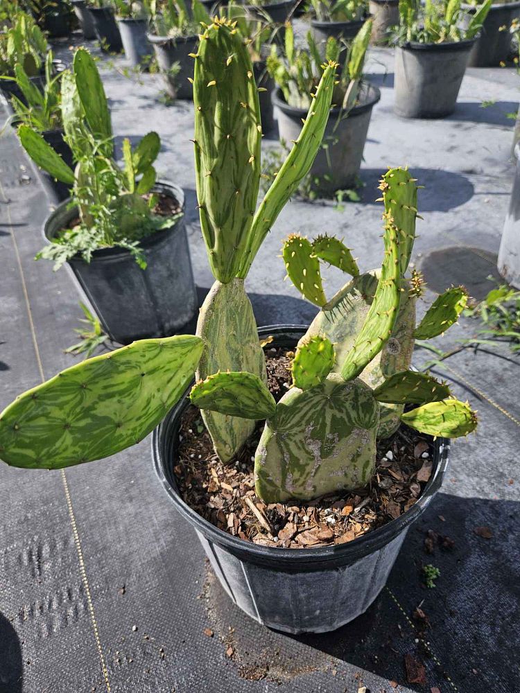opuntia-prickly-pear-cactus