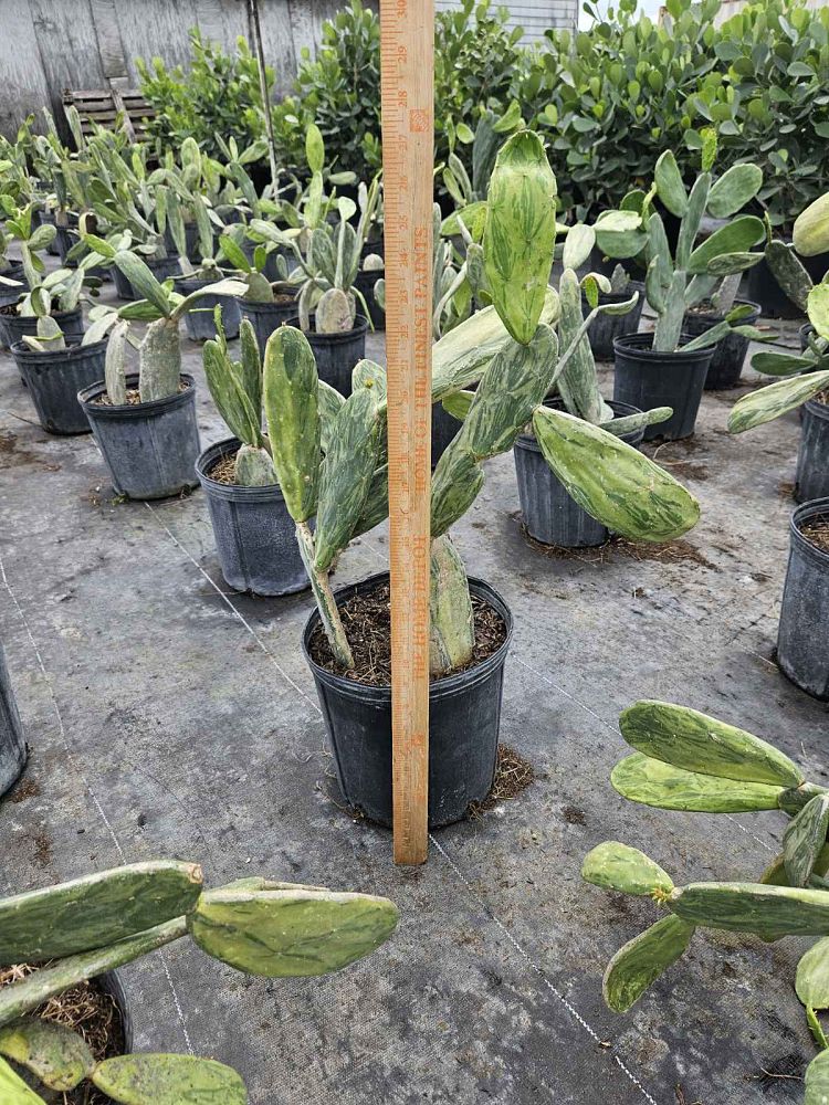 opuntia-prickly-pear-cactus