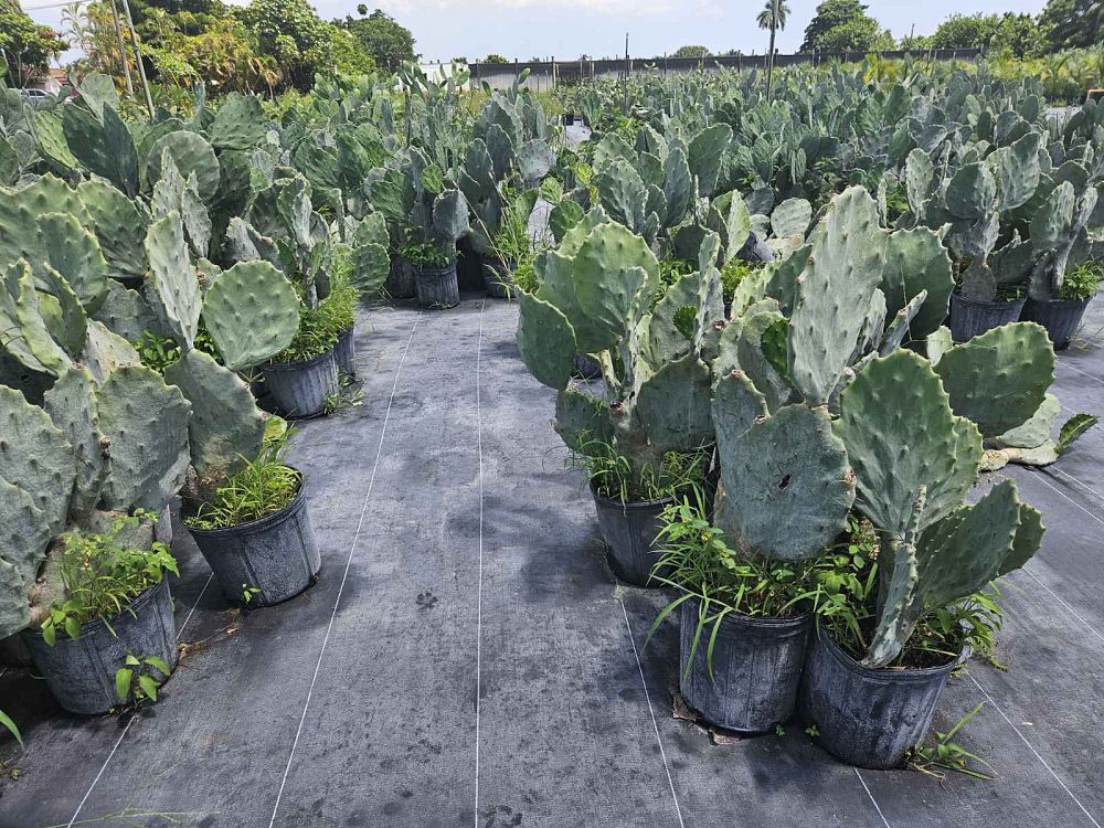 opuntia-prickly-pear-cactus