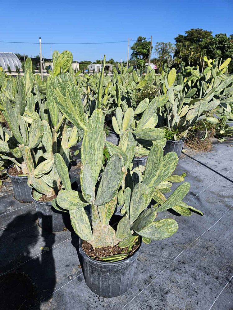 opuntia-prickly-pear-cactus