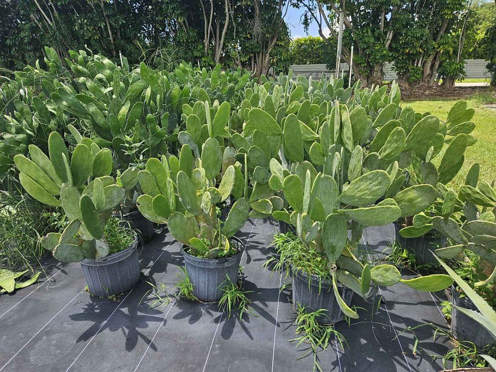 opuntia-prickly-pear-cactus