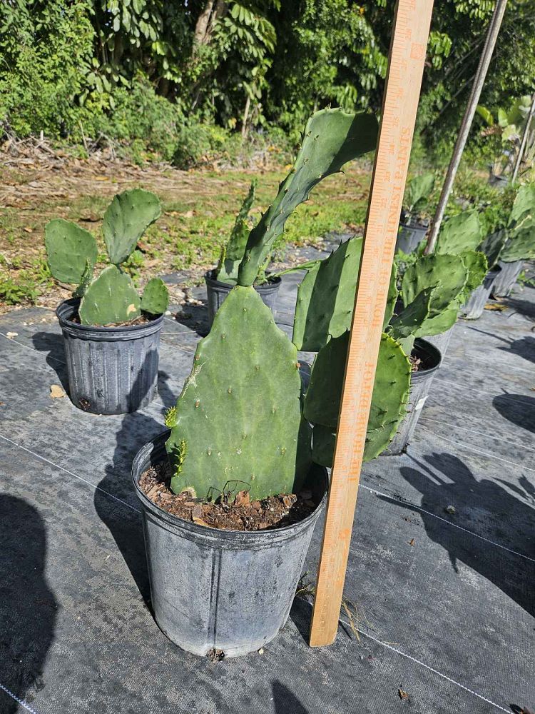 opuntia-prickly-pear-cactus