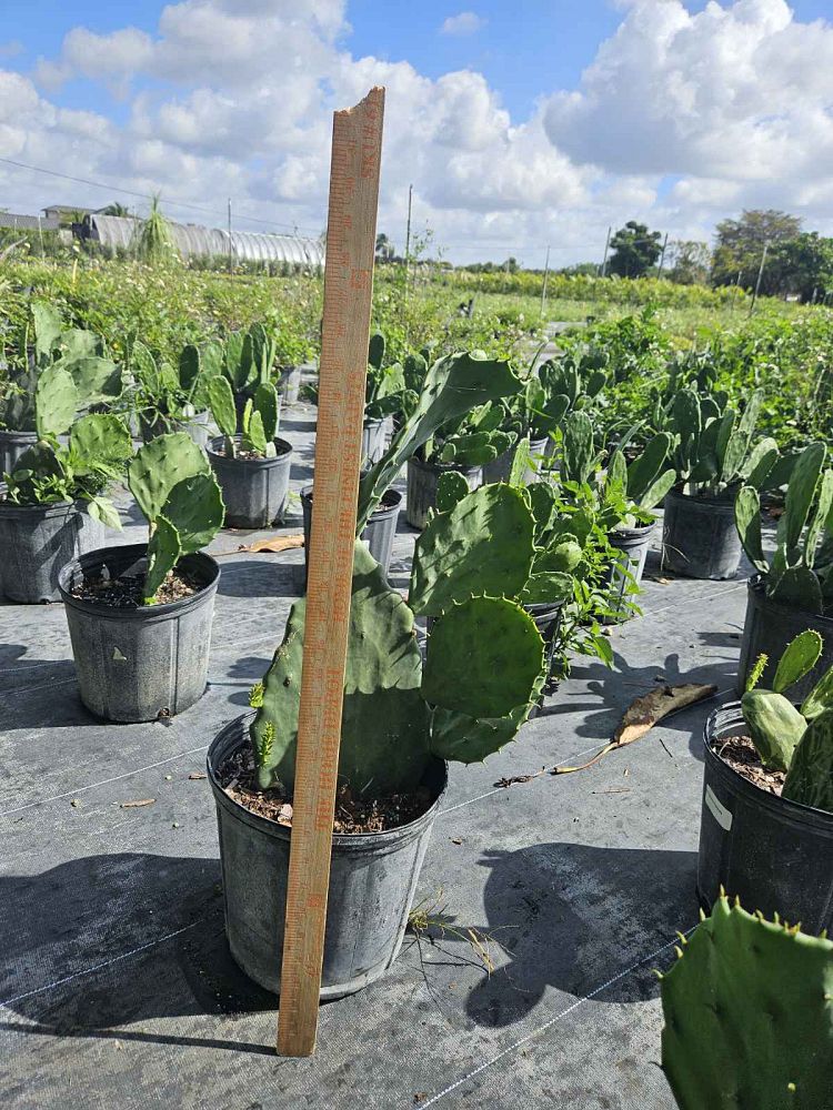 opuntia-prickly-pear-cactus