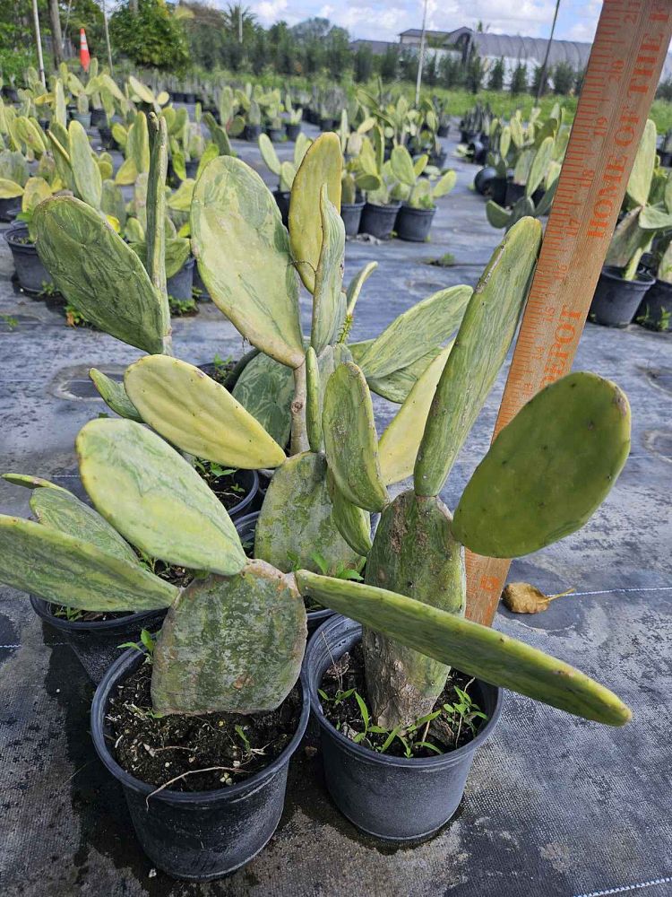 opuntia-prickly-pear-cactus