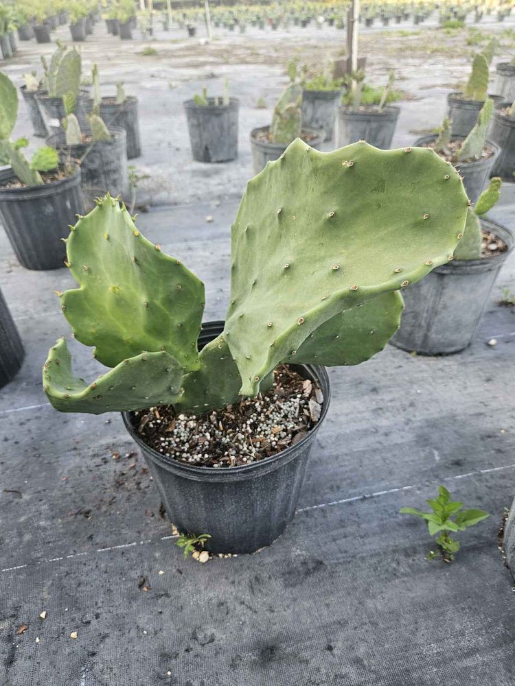 opuntia-prickly-pear-cactus