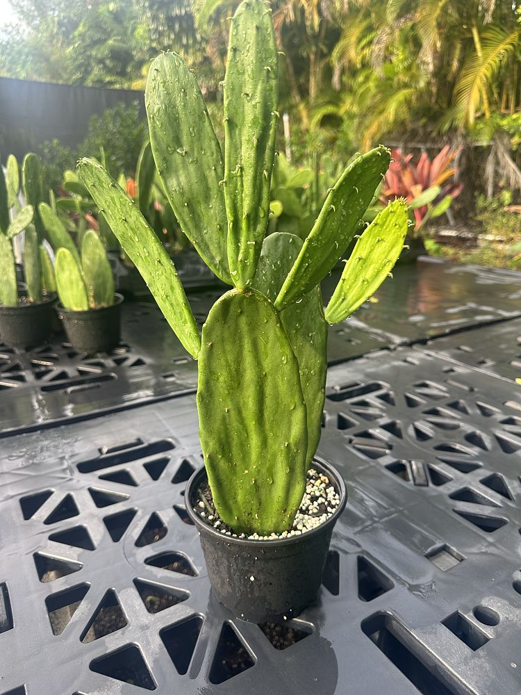 opuntia-prickly-pear-cactus