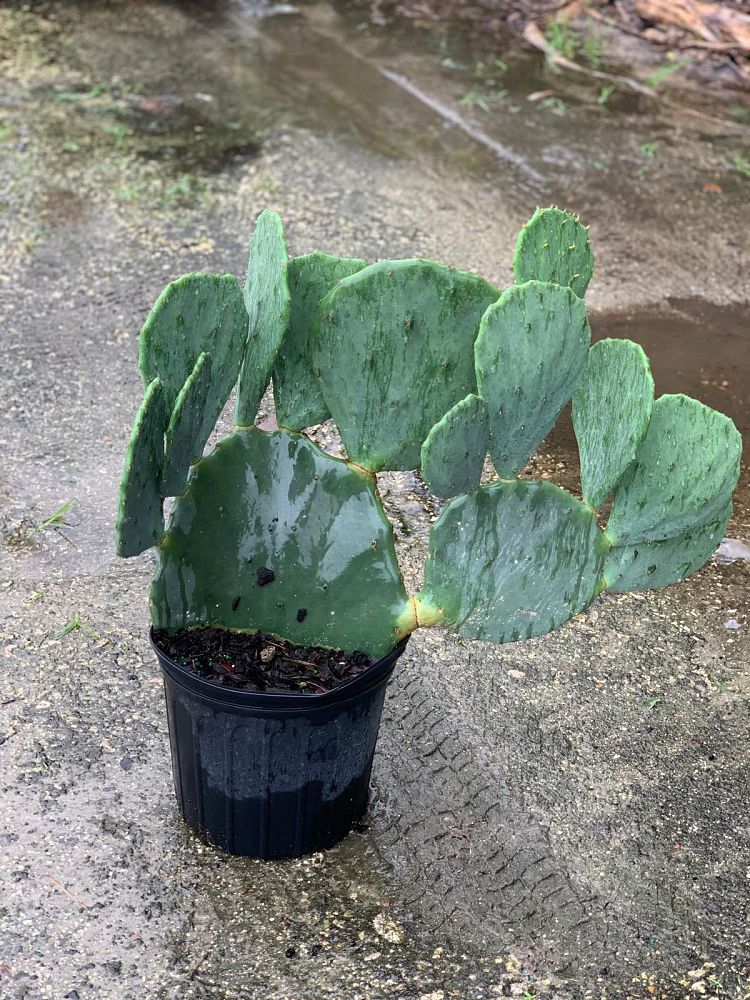 opuntia-robusta