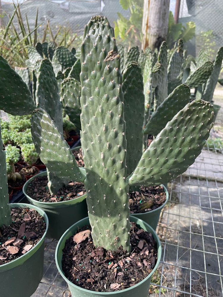 opuntia-rubescens