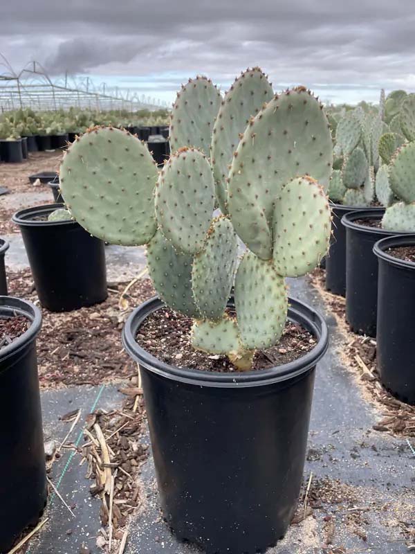 opuntia-rufida-blind-prickly-pear-cactus
