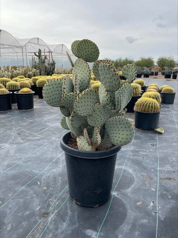 opuntia-rufida-blind-prickly-pear-cactus