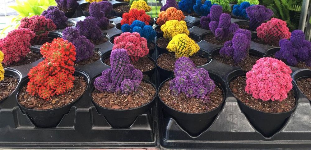 opuntia-rufida-pumilus-desert-gem-blind-prickly-pear-cactus