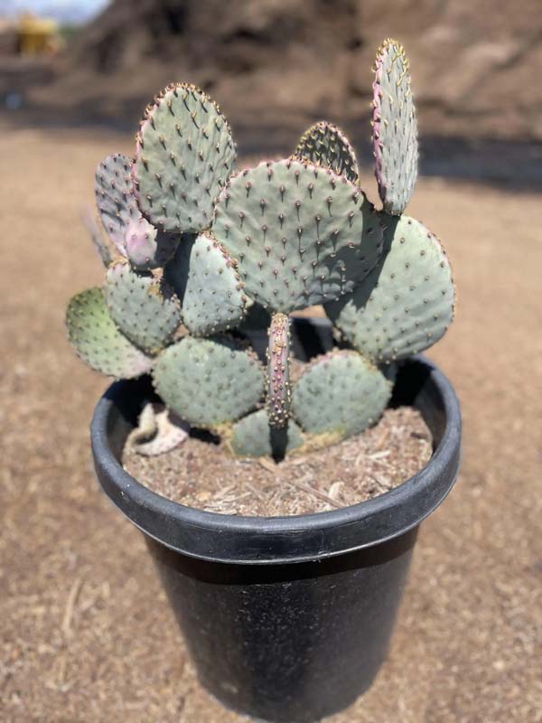 opuntia-santa-rita-santa-rita-prickly-pear