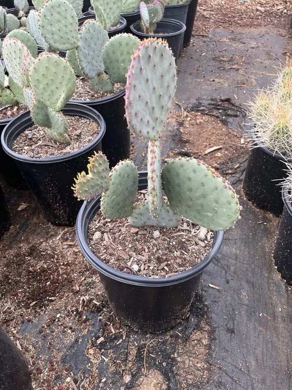opuntia-santa-rita-santa-rita-prickly-pear