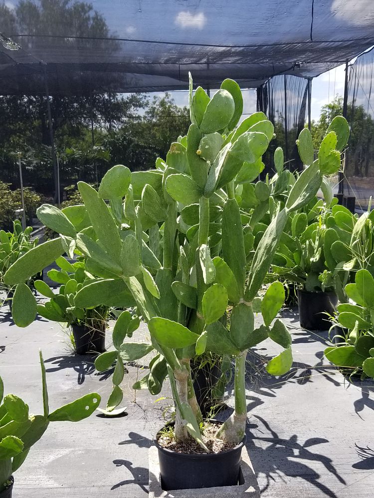 opuntia-spineless-prickly-pear-cactus