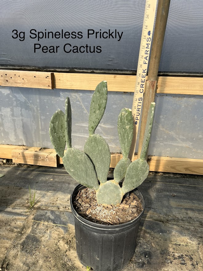 opuntia-spineless-prickly-pear-cactus