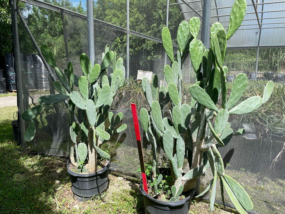 opuntia-spineless-prickly-pear-cactus