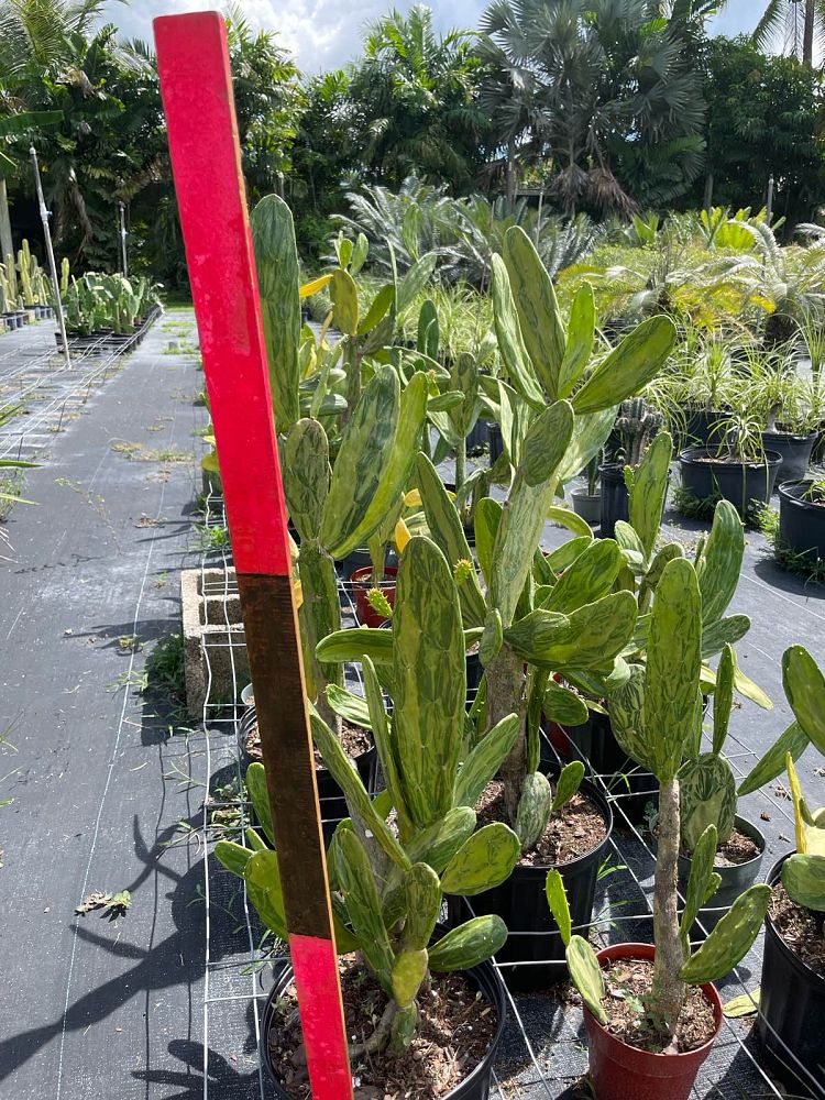 opuntia-spineless-prickly-pear-cactus