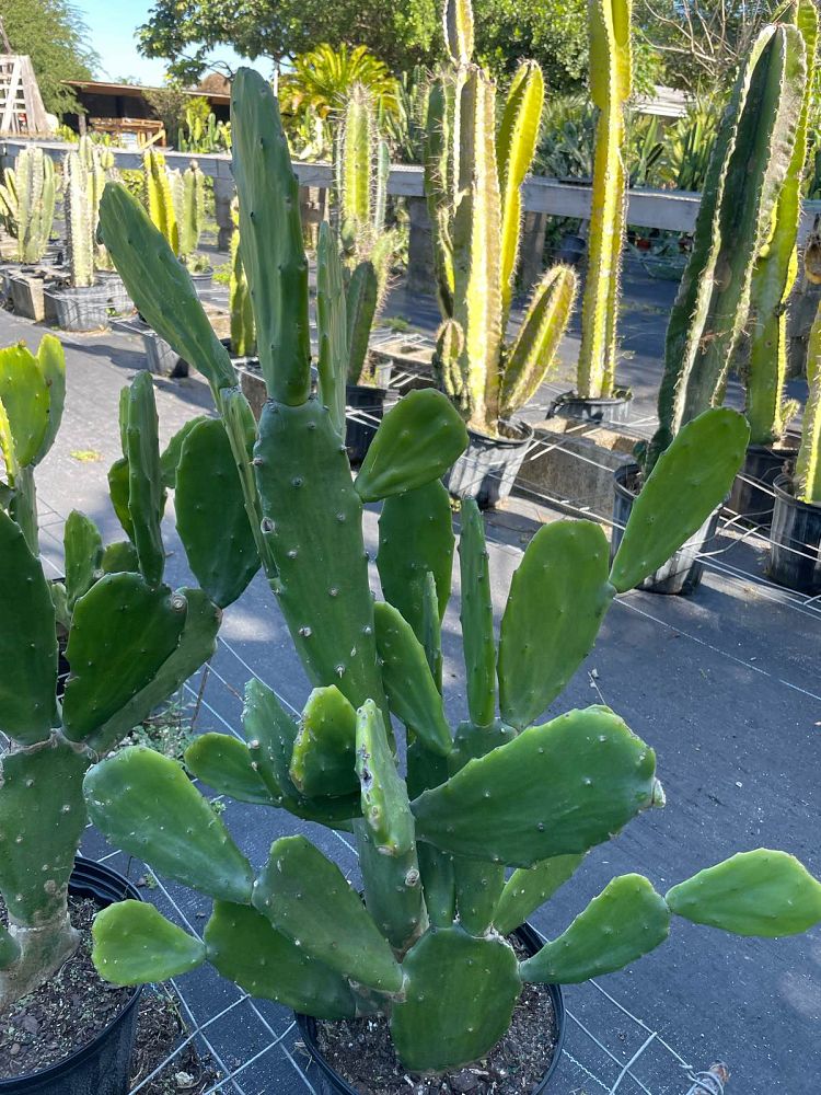 opuntia-spineless-prickly-pear-cactus
