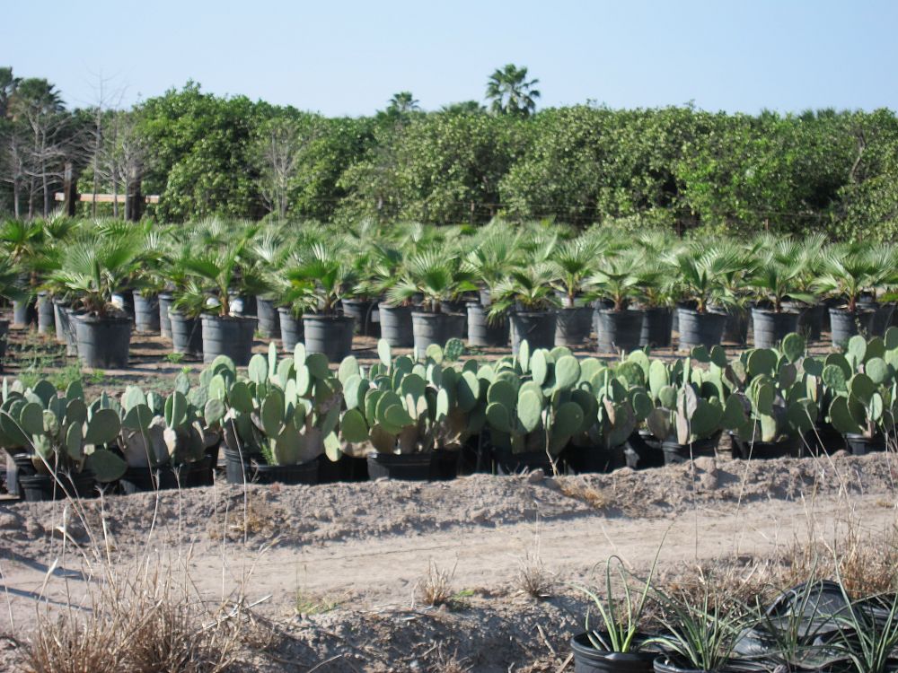 opuntia-spineless-prickly-pear-cactus