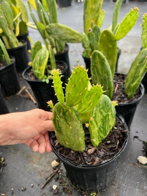 opuntia-spineless-prickly-pear-cactus