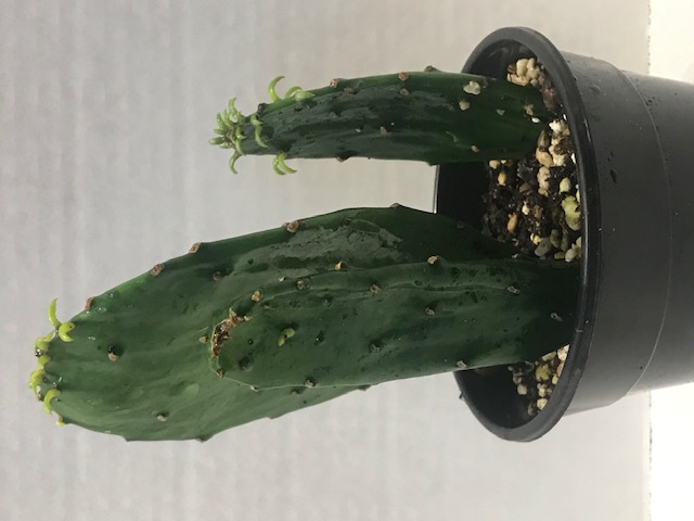 opuntia-stricta-prickly-pear-cactus