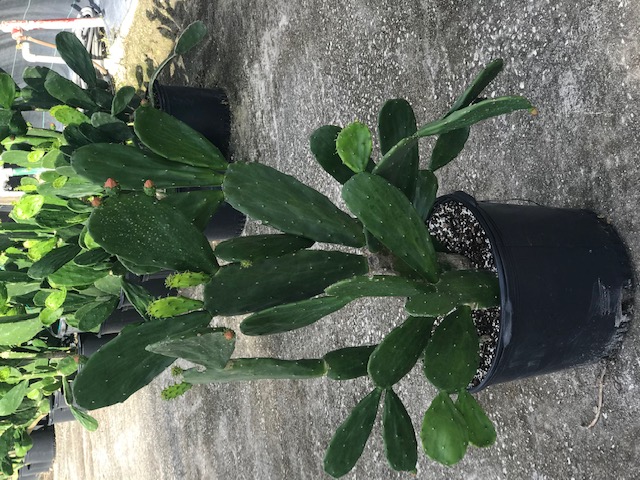 opuntia-stricta-prickly-pear-cactus